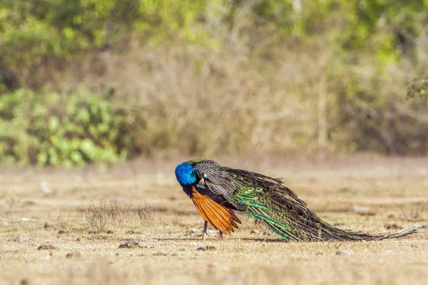 Hint tavuskuşu Bundala Ulusal Park, Sri Lanka — Stok fotoğraf