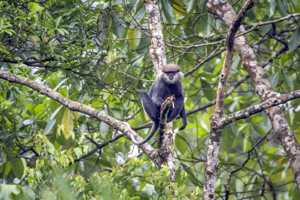 Linguado-de-cara-roxa na reserva florestal de Sinharaja, Sri Lanka — Fotografia de Stock