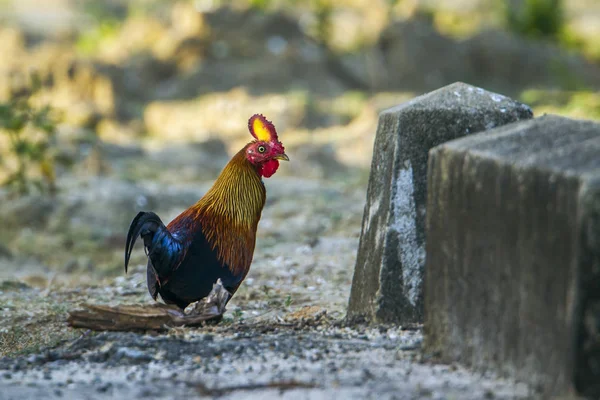 Птицы Шри-Ланки в национальном парке Бундала, Шри-Ланка — стоковое фото