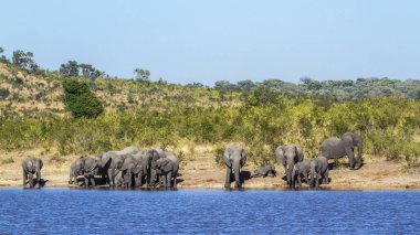 Afrika bush fil Kruger National park, Güney Afrika