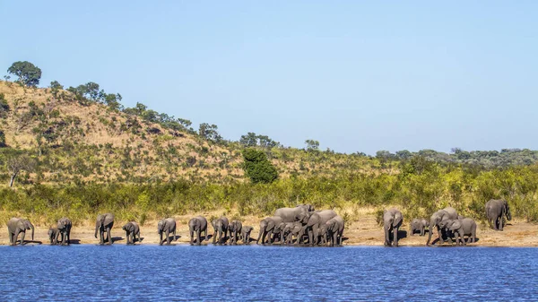 Elefante cespuglio africano nel parco nazionale di Kruger, Sud Africa — Foto Stock