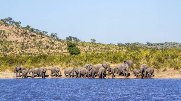 African bush elephant in Kruger National park, South Africa — Stock Photo, Image