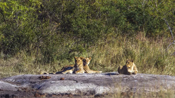 Afrika aslanı Kruger National park, Güney Afrika — Stok fotoğraf