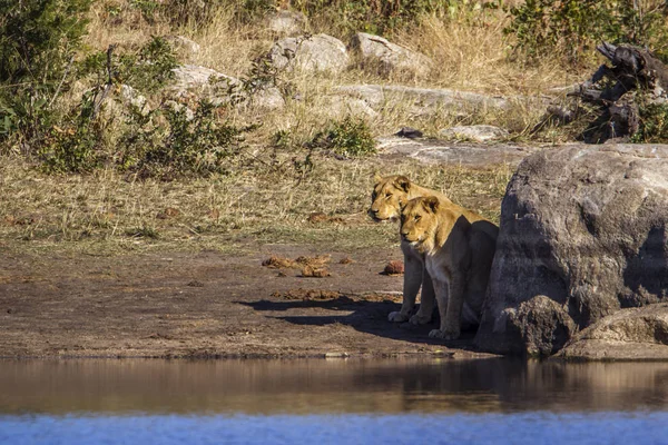 クルーガー国立公園、南アフリカ共和国のアフリカのライオン — ストック写真