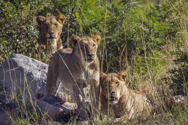 León africano en el Parque Nacional Kruger, Sudáfrica — Foto de Stock