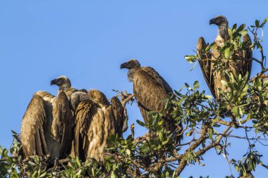 Cape akbaba Kruger National park, Güney Afrika