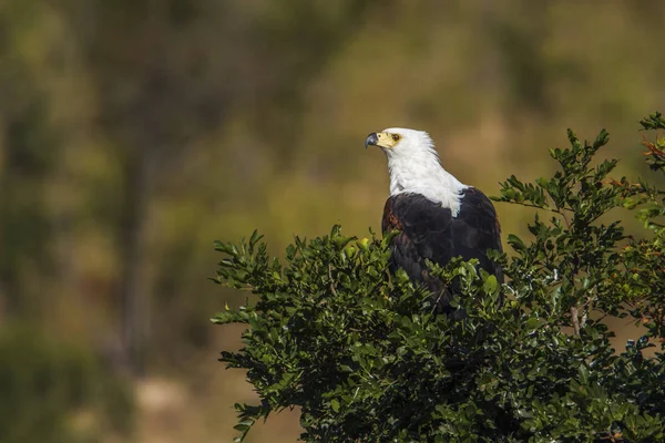 Águia de peixe africana no Parque Nacional Kruger, África do Sul — Fotografia de Stock