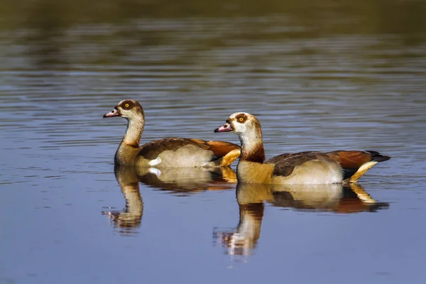 Egyptian Goose in Kruger National park, South Africa — Stock Photo, Image