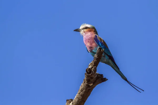 Lilac-breasted Roller in Kruger National Park, Zuid-Afrika — Stockfoto