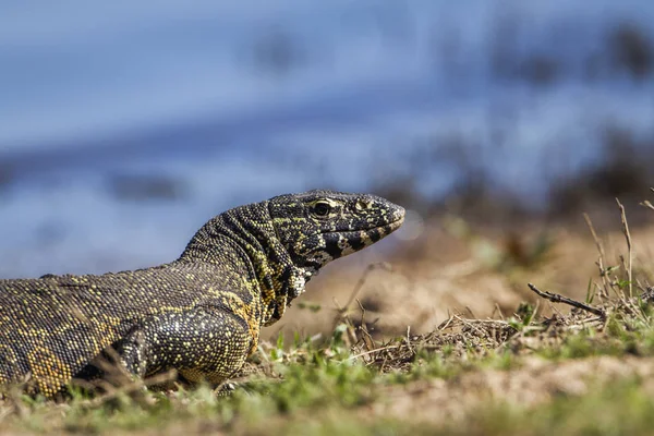 Waran nilowy w Kruger National park, Afryka Południowa — Zdjęcie stockowe