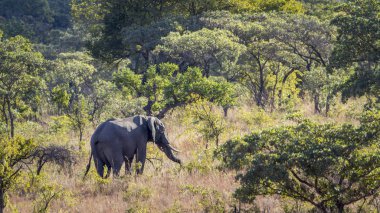 Afrika bush fil Kruger National park, Güney Afrika