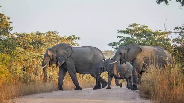 부시 아프리카 코끼리 남아프리카 공화국 크루 거 국립 공원 — 스톡 사진