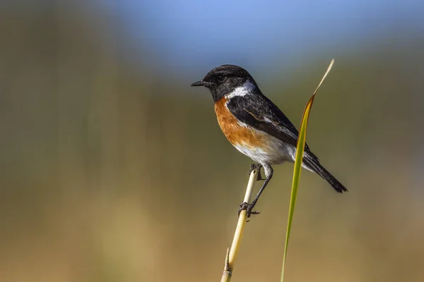 Svarthakad buskskvätta i Kruger National park, Sydafrika — Stockfoto