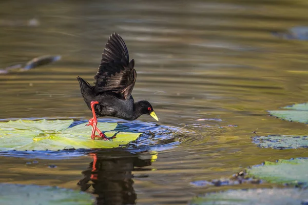 Crak Black w Kruger National park, Afryka Południowa — Zdjęcie stockowe