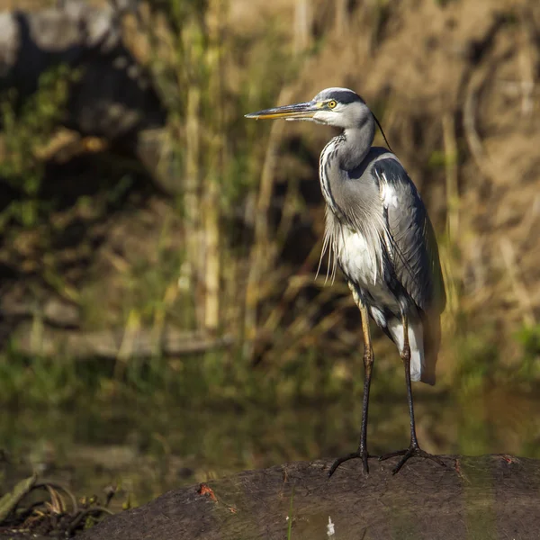 Garça cinzenta em Kruger National Park, África do Sul — Fotografia de Stock