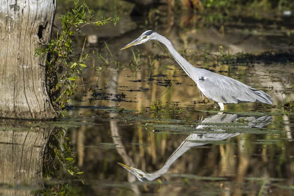 Reiger in Kruger National park, Zuid-Afrika — Stockfoto