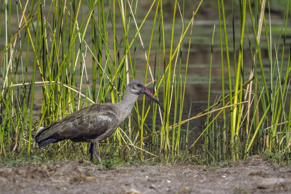 Hadada ibis en el Parque Nacional Kruger, Sudáfrica — Foto de Stock