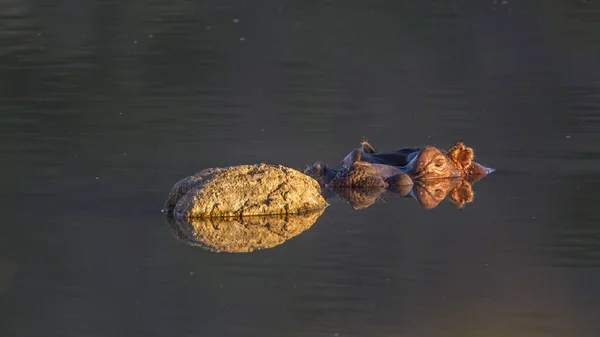 Nilpferd im Kruger Nationalpark, Südafrika — Stockfoto