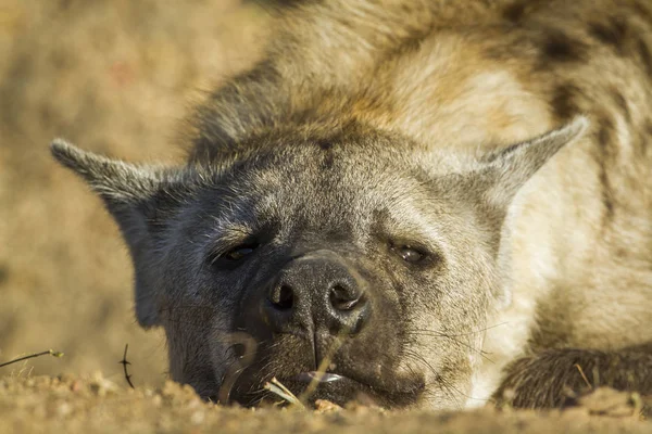 Fläckig hyaena i Kruger National park, Sydafrika — Stockfoto