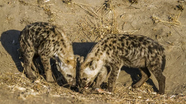 Zauważył że w Kruger National park, Afryka Południowa — Zdjęcie stockowe