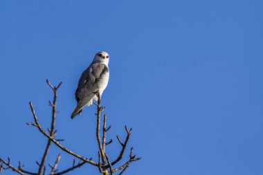 Kara omuzlu çaylak Kruger National park, Güney Afrika