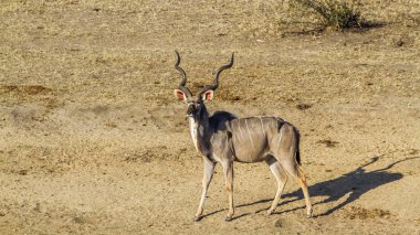 Büyük kudu Kruger National park, Güney Afrika