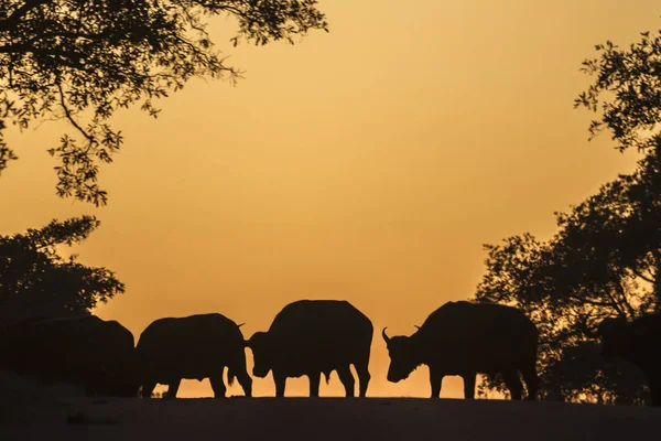 Búfalo africano en el Parque Nacional Kruger, Sudáfrica — Foto de Stock