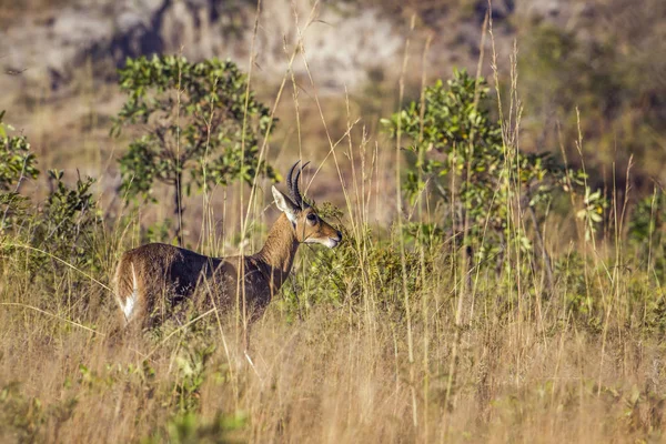 Bohor-Schilfbock im Kruger Nationalpark, Südafrika — Stockfoto