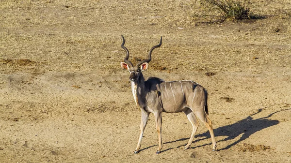 Gran kudu en el parque nacional Kruger, Sudáfrica — Foto de Stock