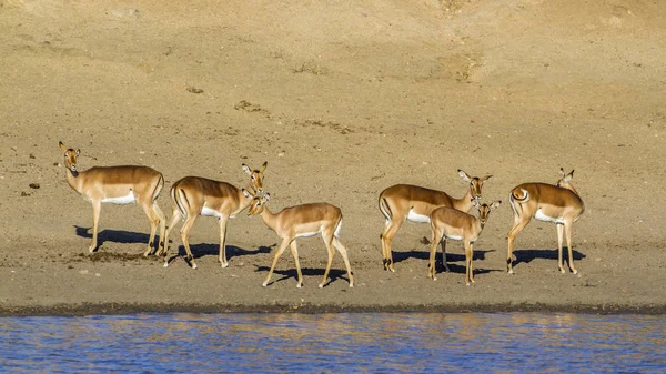 Impala nel parco nazionale di Kruger, Sud Africa — Foto Stock