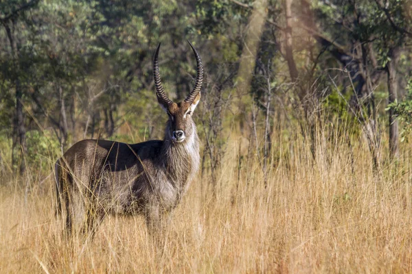 Waterbuck común en el Parque Nacional Kruger, Sudáfrica —  Fotos de Stock