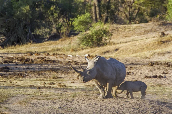 Southern white rhinoceros in Kruger National park, South Africa — Stock Photo, Image