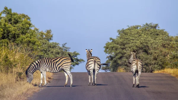 Plains zebra in Kruger National park, South Africa — Stock Photo, Image