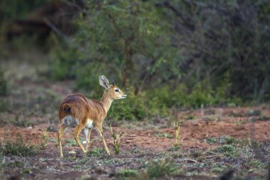 Steenbok Kruger National park, Güney Afrika