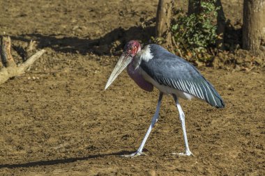 Marabut leylek Kruger National park, Güney Afrika