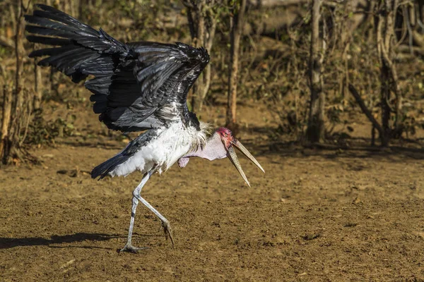 Marabou stork in Kruger National park, South Africa — Stock Photo, Image