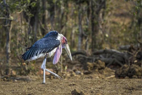 Marabou storch im kruger nationalpark, südafrika — Stockfoto