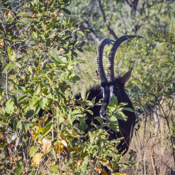 Antilopa Vraná v Krugerův národní park, Jihoafrická republika — Stock fotografie