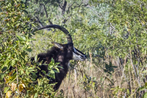 Antílope Sable en el Parque Nacional Kruger, Sudáfrica —  Fotos de Stock