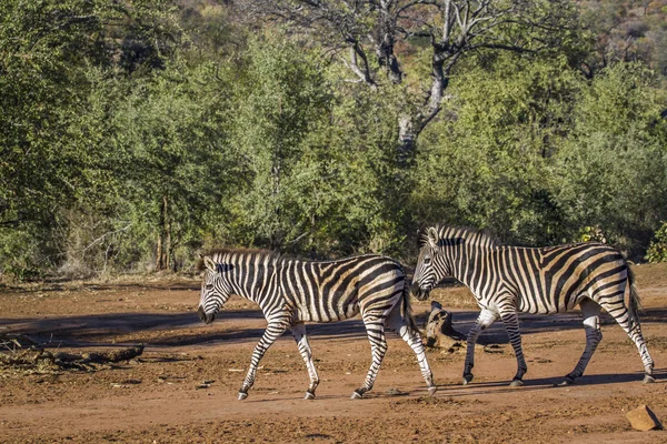 Alföldi zebra Kruger Nemzeti park, Dél-afrikai Köztársaság — Stock Fotó