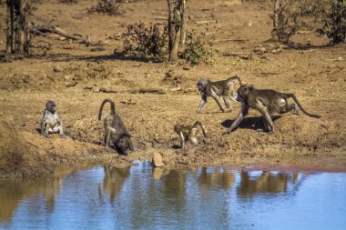 Chacma maymun Kruger National park, Güney Afrika