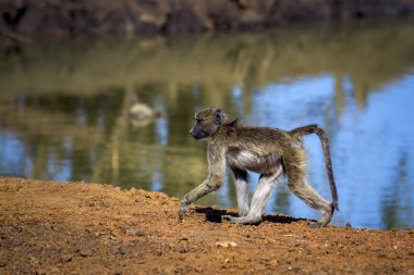 Chacma maymun Kruger National park, Güney Afrika