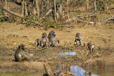 Chacma maymun Kruger National park, Güney Afrika