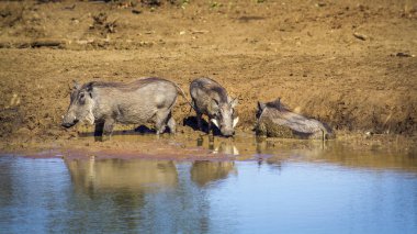 ortak yaban domuzu Kruger National park, Güney Afrika