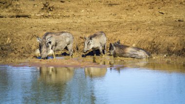 ortak yaban domuzu Kruger National park, Güney Afrika