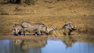 ortak yaban domuzu Kruger National park, Güney Afrika