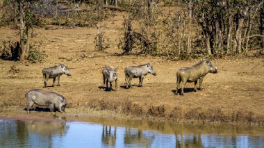 ortak yaban domuzu Kruger National park, Güney Afrika