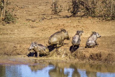 ortak yaban domuzu Kruger National park, Güney Afrika