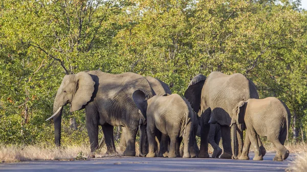 Éléphant de brousse d'Afrique dans le parc national Kruger, Afrique du Sud — Photo