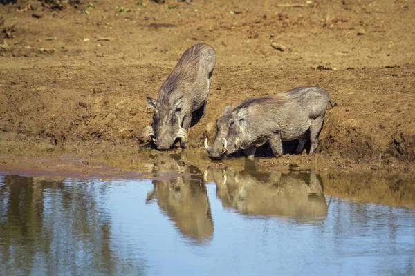 Warthog comum no parque nacional de Kruger, África do Sul — Fotografia de Stock